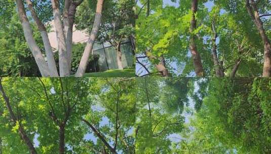 新片场素材ID--向上生长的大树高清在线视频素材下载