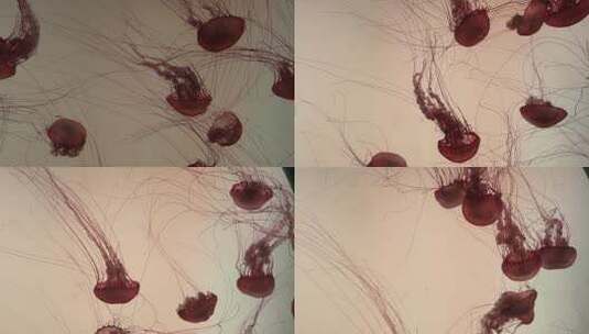 水族馆中游动的水母素材高清在线视频素材下载