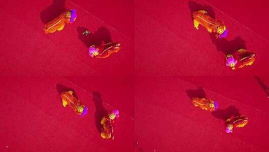 喜庆祥和的舞龙舞狮表演高清在线视频素材下载