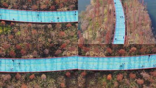 秋天水彬林中的成都天府绿道锦城湖路段高清在线视频素材下载