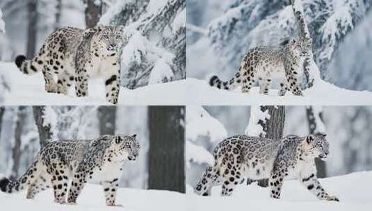 雪豹在雪地森林中行走高清在线视频素材下载