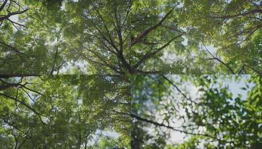 逆光树叶阳光树叶高清在线视频素材下载