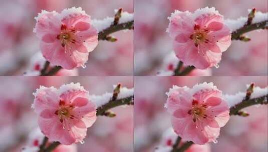 立冬小雪梅花傲雪唯美风画面高清在线视频素材下载