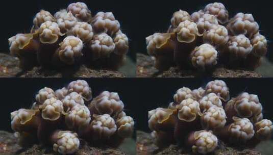 微距拍摄海底珊瑚素材高清在线视频素材下载