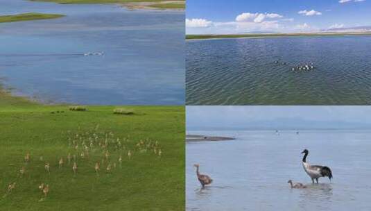 环青海湖野生动物和鸟类高清在线视频素材下载