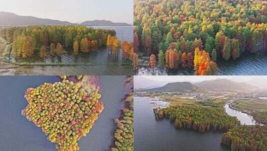 浙江宁波四明湖水杉林秋天风景航拍合集高清在线视频素材下载