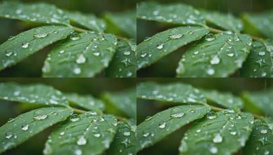 白露绿叶雨露清新自然微距视频高清在线视频素材下载