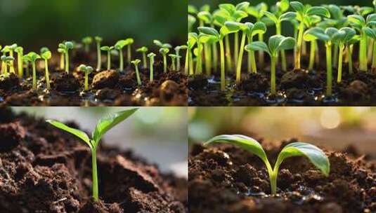 破土而出的幼苗高清在线视频素材下载