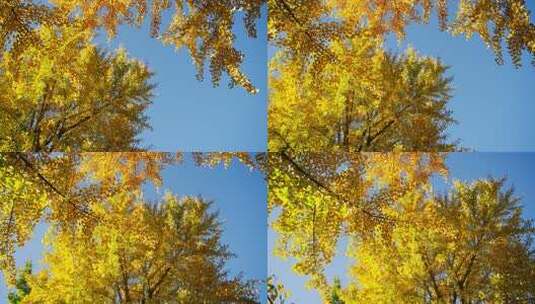 秋天黄色银杏叶美景高清在线视频素材下载