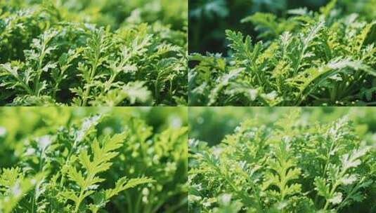 艾草植物特写素材高清在线视频素材下载