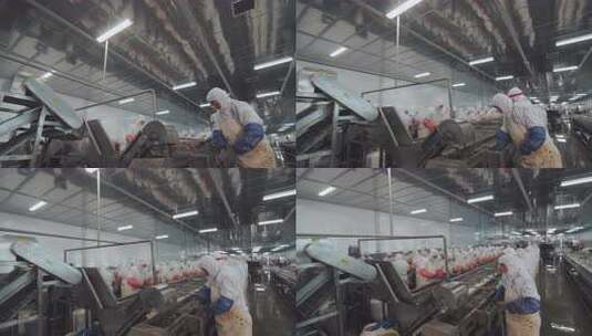 海参加工生产线工人在流水线上处理海鲜高清在线视频素材下载