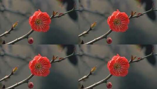 特写红色梅花花朵素材高清在线视频素材下载