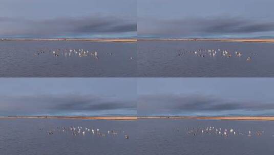 湿地湖泊天鹅大雁觅食高清在线视频素材下载