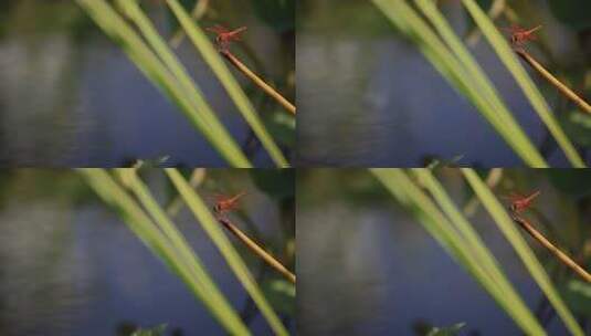 红色蜻蜓站立柱头水面倒影闪烁【10bit】高清在线视频素材下载