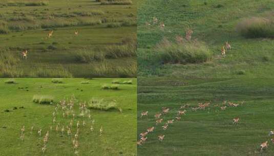 青海湖的普氏原羚奔跑高清在线视频素材下载