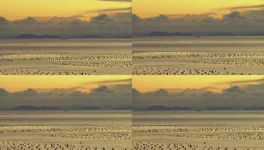 海边日落时分的海面与鸟群高清在线视频素材下载