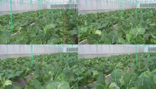 温室大棚内蔬菜种植场景高清在线视频素材下载