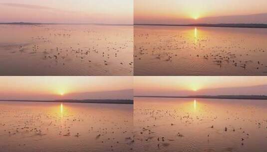 夕阳下湖面群鸟飞翔景象高清在线视频素材下载