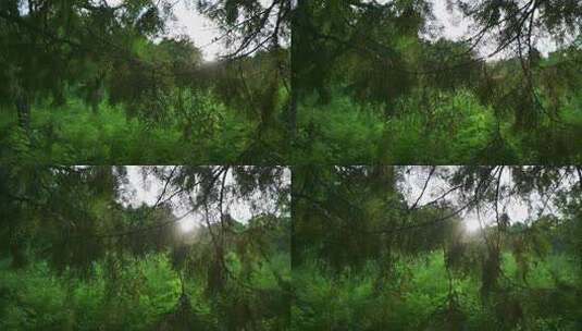 森林中茂密树木枝叶景象高清在线视频素材下载