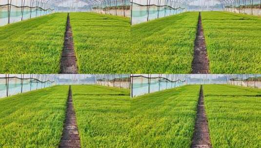 温室大棚里生长的水稻秧苗高清在线视频素材下载