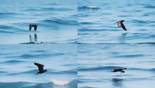 海面上飞翔的海鸥高清在线视频素材下载