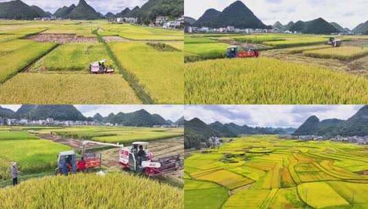 4k航拍金黄稻田 农机收割稻谷高清在线视频素材下载