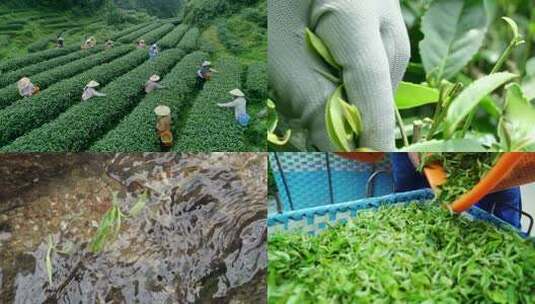 茶叶茶山茶园采茶绿茶龙井茶艺春茶实拍素材高清在线视频素材下载