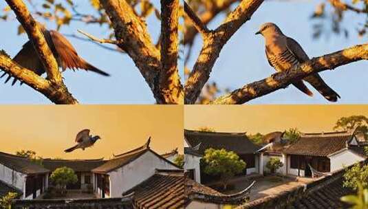 晨曦中的传统建筑与鸟高清在线视频素材下载