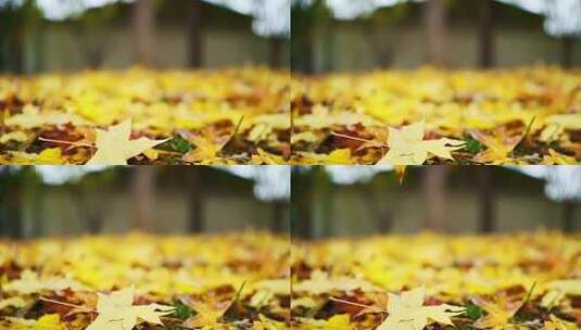 地面上的秋天落叶素材高清在线视频素材下载