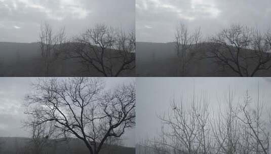 冬日的树木高清在线视频素材下载