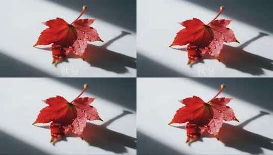 秋分枫叶特写唯美秋景微距视频高清在线视频素材下载