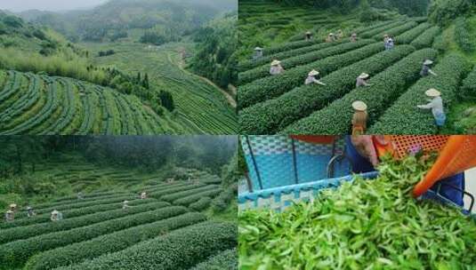茶叶茶山茶园采茶绿茶龙井茶艺春茶实拍素材高清在线视频素材下载