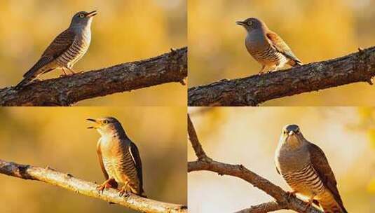 枝头布谷鸟鸣叫特写高清在线视频素材下载