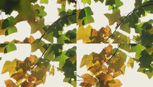 阳光透过枫树树叶秋叶照射下来直摇高清在线视频素材下载