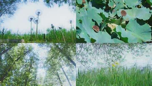 夏天 夏日 夏至 夏 夏天空镜高清在线视频素材下载