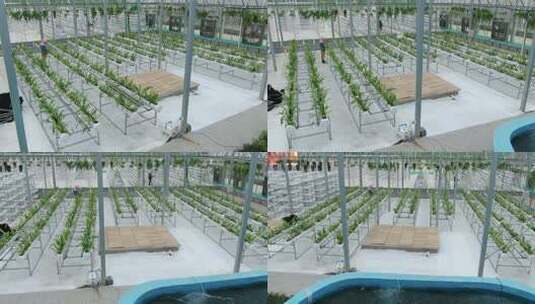 温室大棚内的蔬菜种植场景高清在线视频素材下载