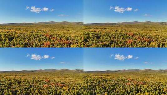 秋季航拍茫茫林海五颜六色240916-34高清在线视频素材下载