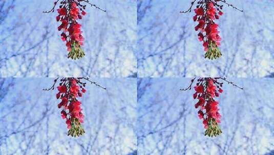 枝头绽放的红色花卉高清在线视频素材下载