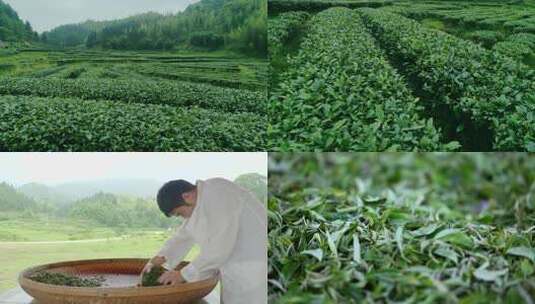 新鲜茶叶特写素材高清在线视频素材下载