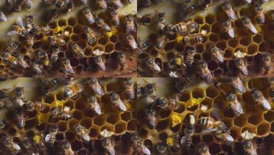 蜜蜂聚集蜂巢特写画面高清在线视频素材下载