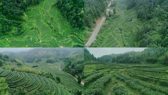 茶叶茶山茶园采茶绿茶龙井茶艺春茶实拍素材高清在线视频素材下载