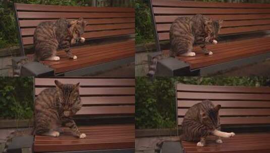 静观猫洗脸高清在线视频素材下载