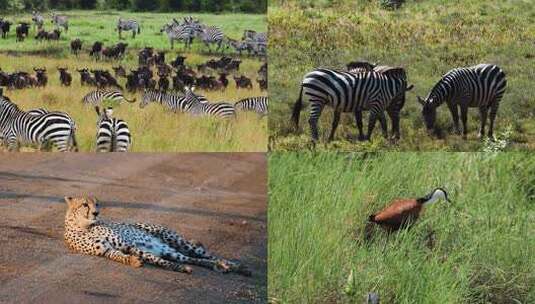非洲肯尼亚大草原野生动物合集高清在线视频素材下载
