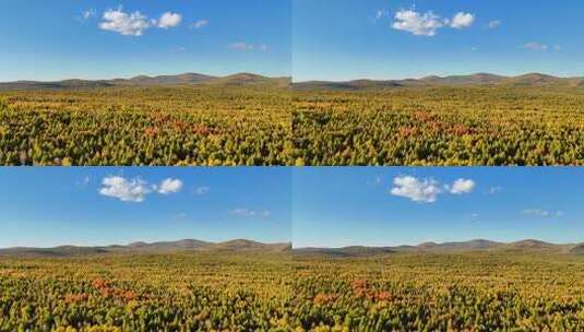 秋季航拍茫茫林海五颜六色240916-35高清在线视频素材下载