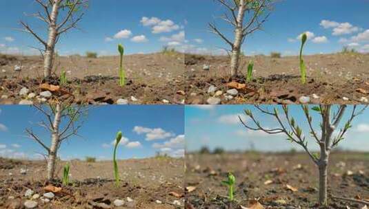 小树苗破土而出发芽生长高清在线视频素材下载