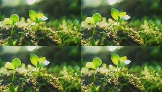 破土而出的希望 微距下的嫩芽生长高清在线视频素材下载