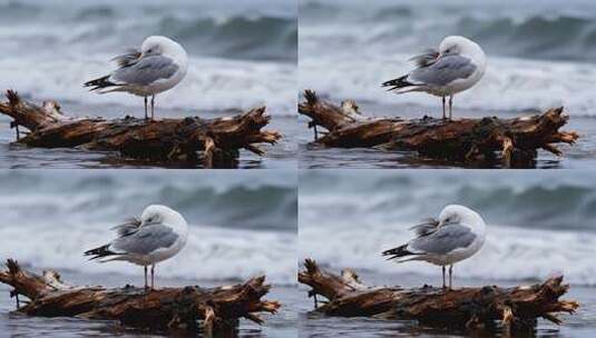 海边木头上休憩的海鸥高清在线视频素材下载