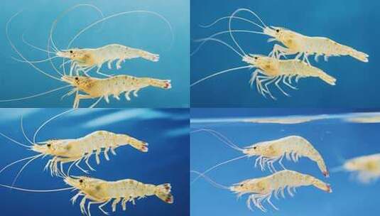 微距特写大虾高清在线视频素材下载