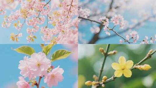 春暖花开百花绽放鸟语花香高清在线视频素材下载