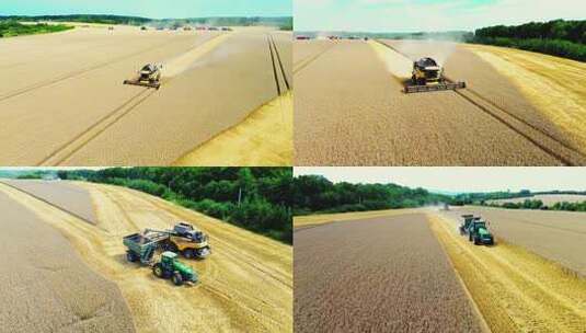 秋收农业粮食丰收秋天三农高清在线视频素材下载